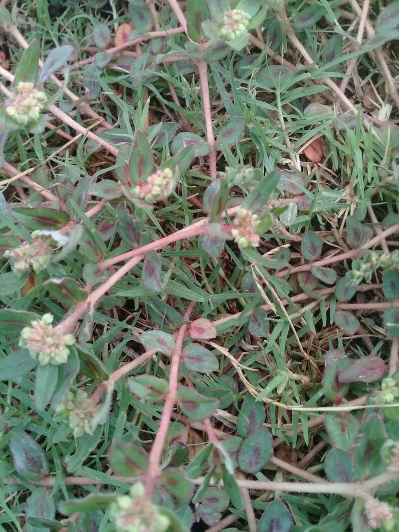 Euphorbia nocens photo 2