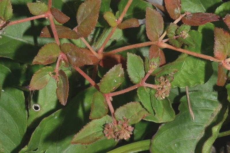 Euphorbia nocens photo 3
