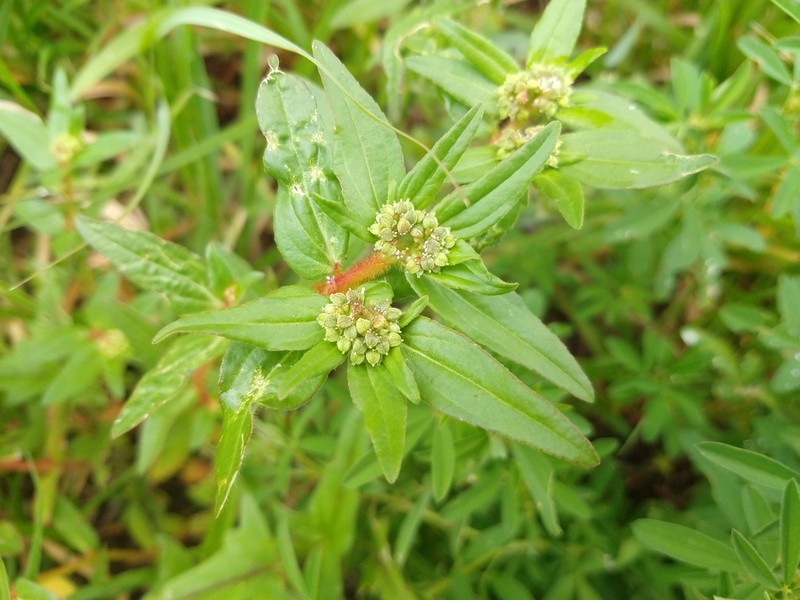 Euphorbia nocens photo 4