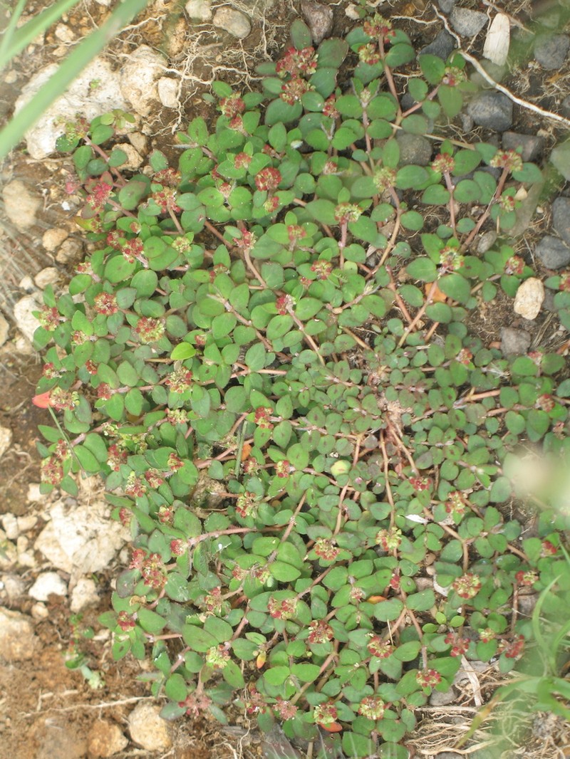Euphorbia nocens photo 5