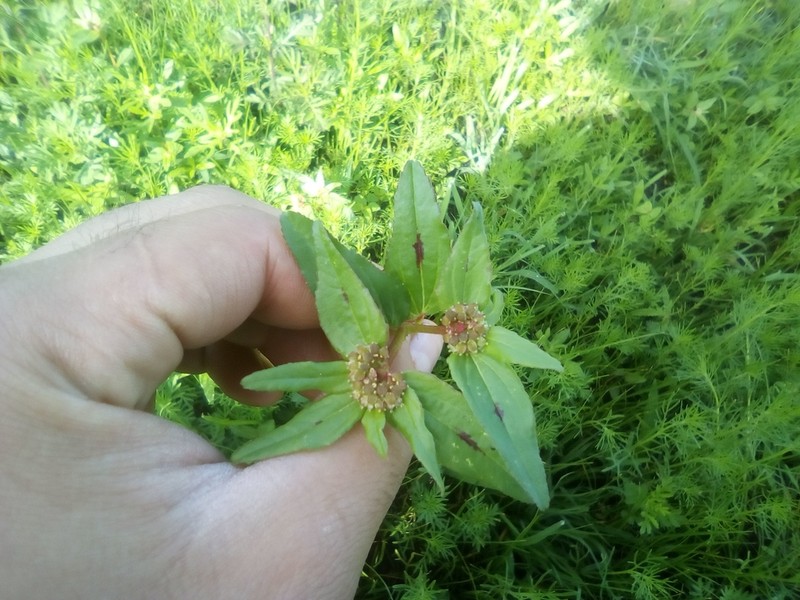 Euphorbia nocens photo 6