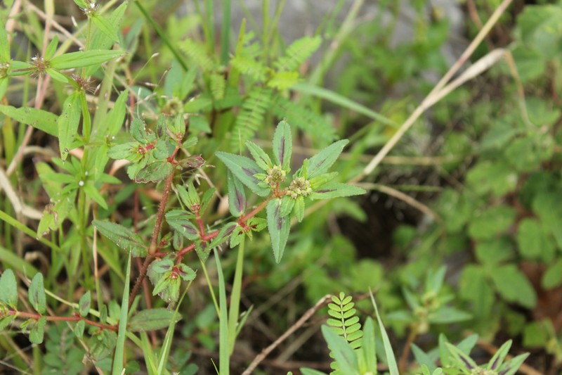 Euphorbia nocens photo 7