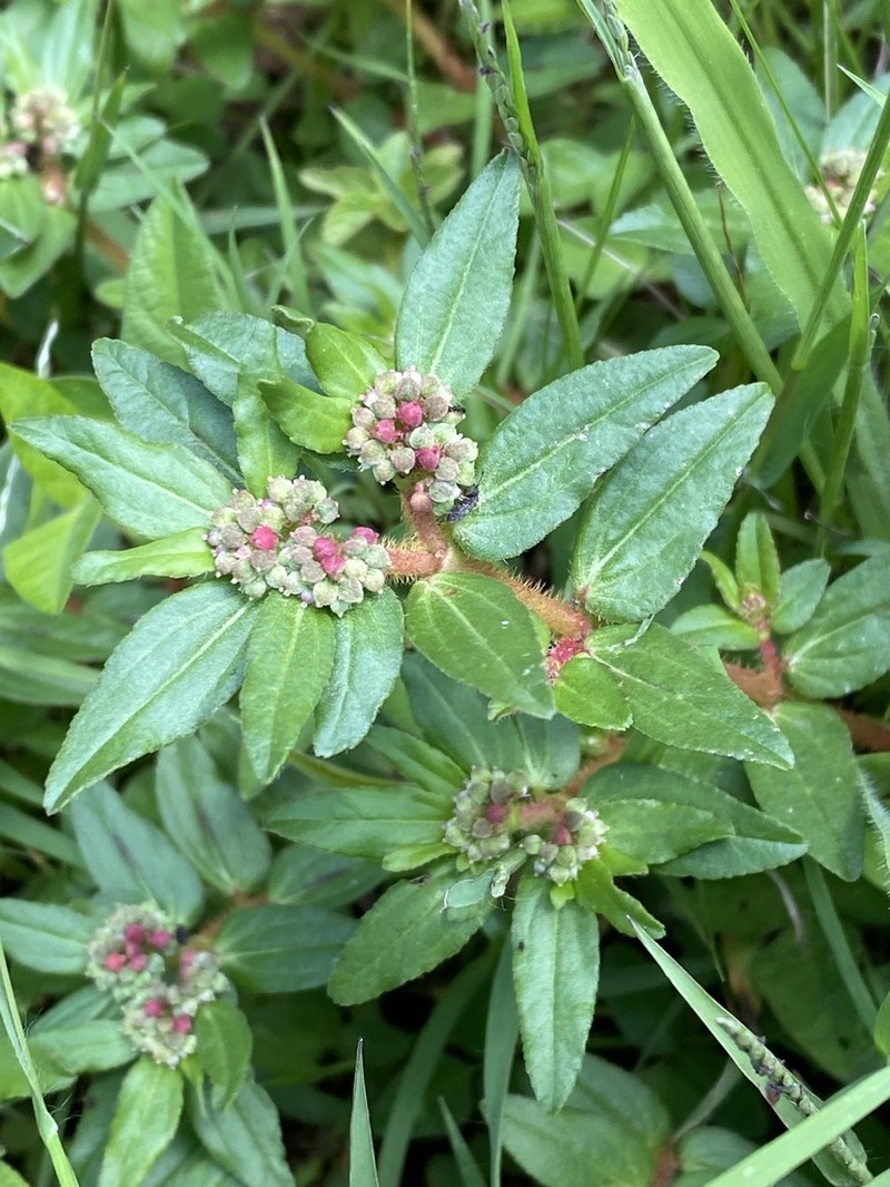 Euphorbia nocens photo 8