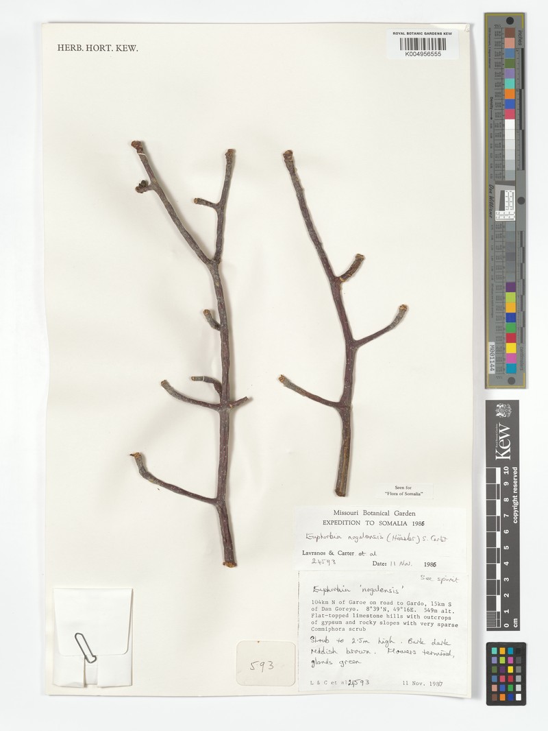Euphorbia nogalensis