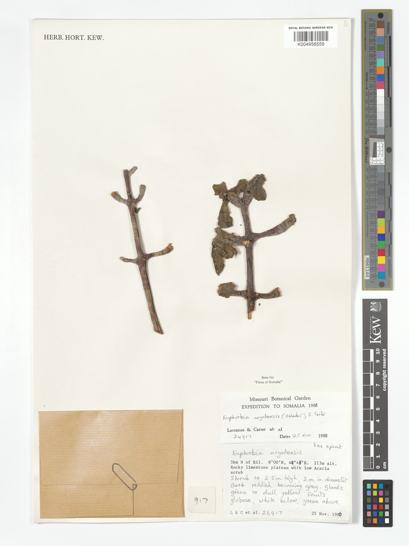 Euphorbia nogalensis photo 3