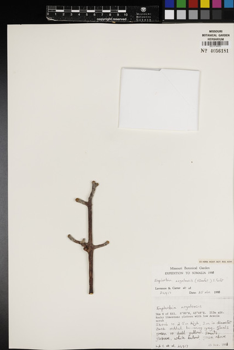 Euphorbia nogalensis photo 4