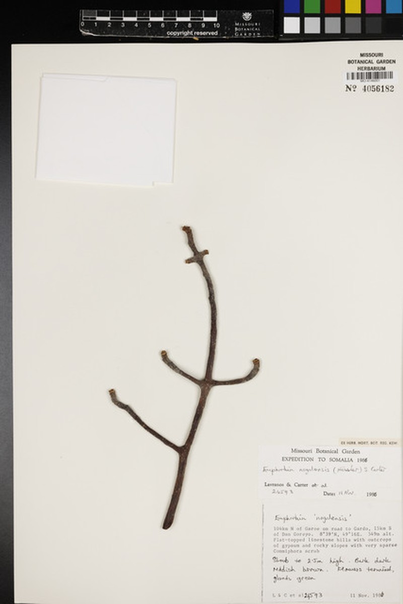 Euphorbia nogalensis photo 5