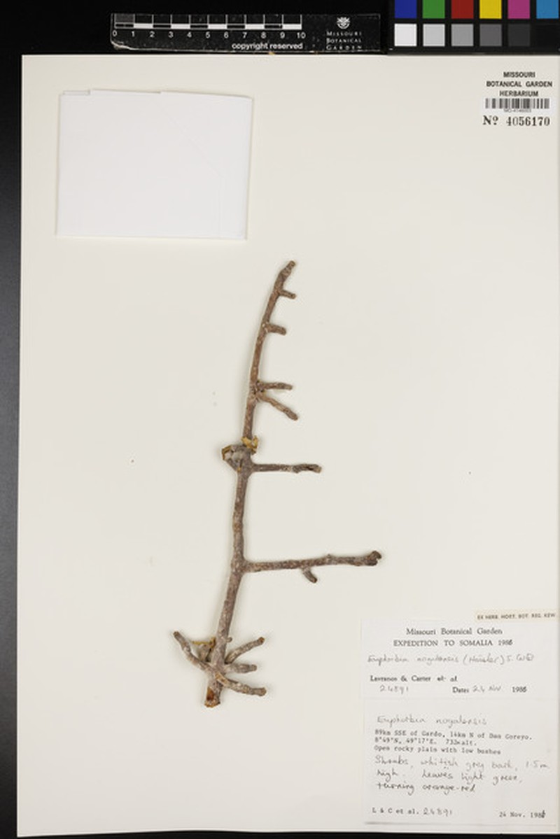 Euphorbia nogalensis photo 6