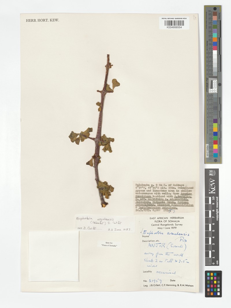 Euphorbia nogalensis photo 8