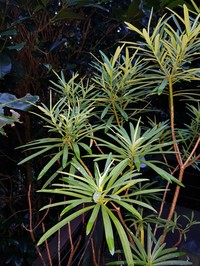 Euphorbia norfolkiana