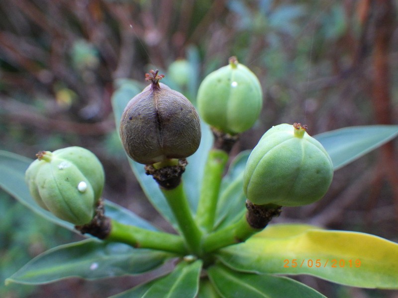 Euphorbia norfolkiana photo 2