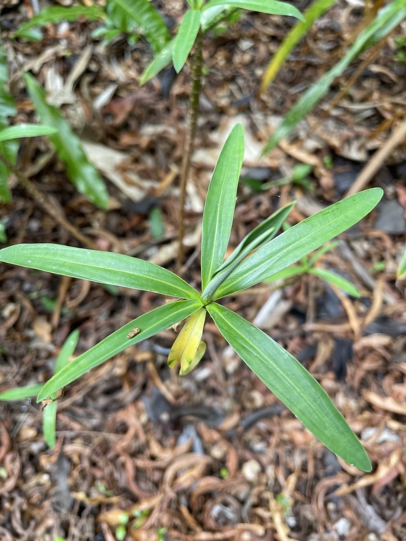 Euphorbia norfolkiana photo 3