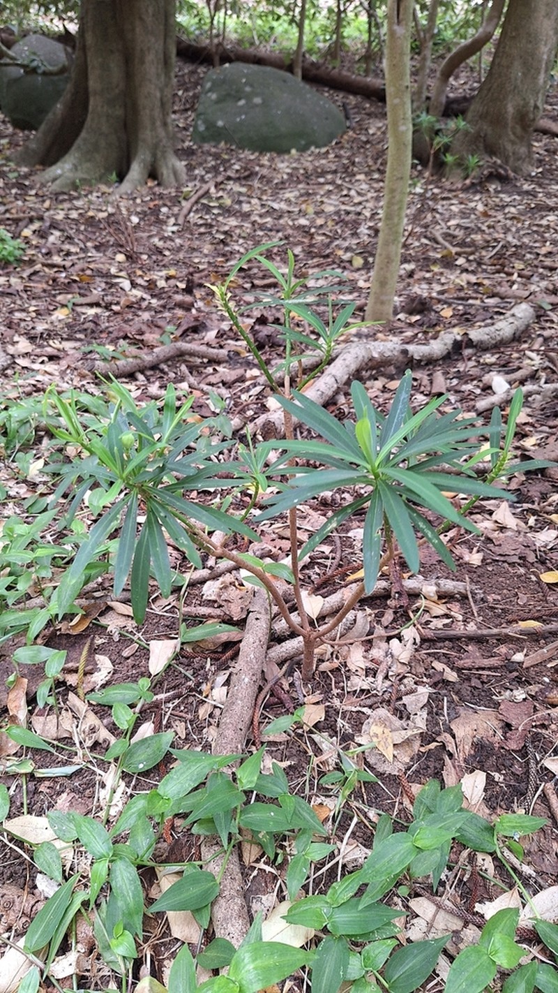 Euphorbia norfolkiana photo 4