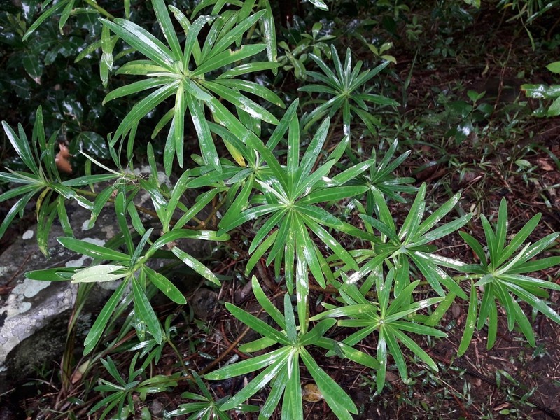 Euphorbia norfolkiana photo 5
