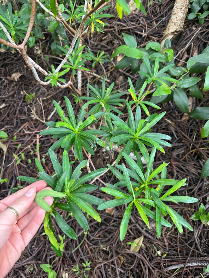 Euphorbia norfolkiana photo 6