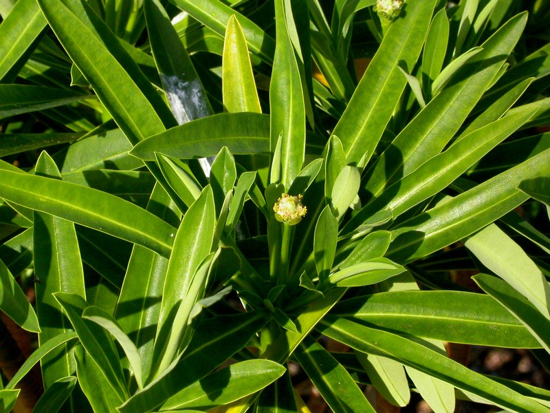 Euphorbia norfolkiana photo 7