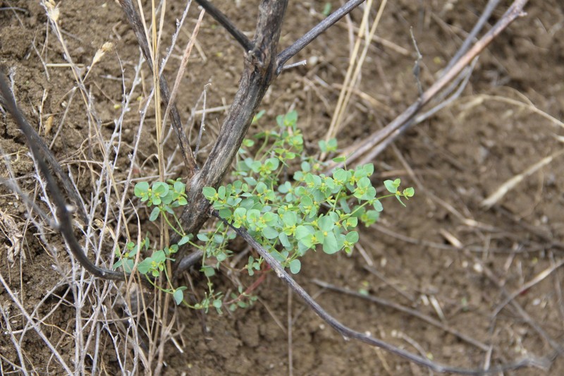 Euphorbia normannii photo 4