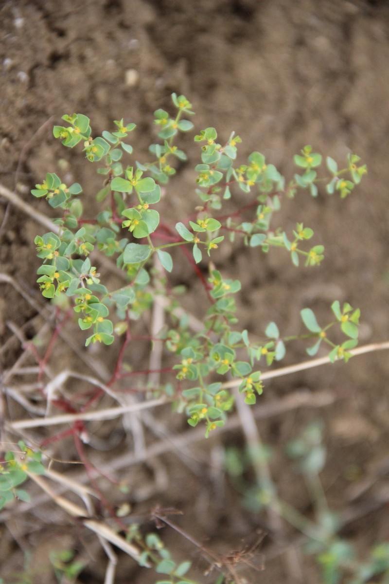 Euphorbia normannii photo 5