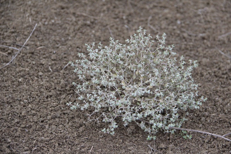 Euphorbia normannii photo 6