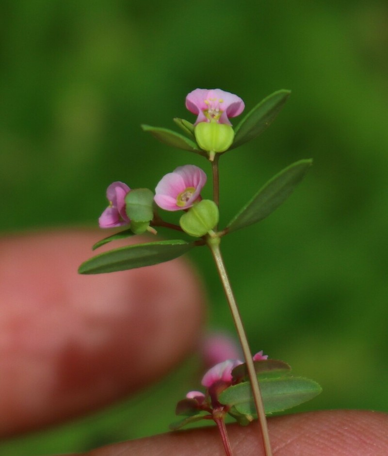 Euphorbia notoptera
