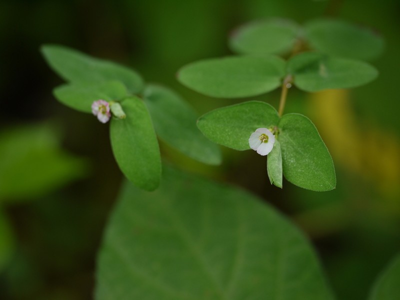 Euphorbia notoptera photo 2