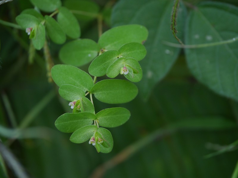 Euphorbia notoptera photo 3