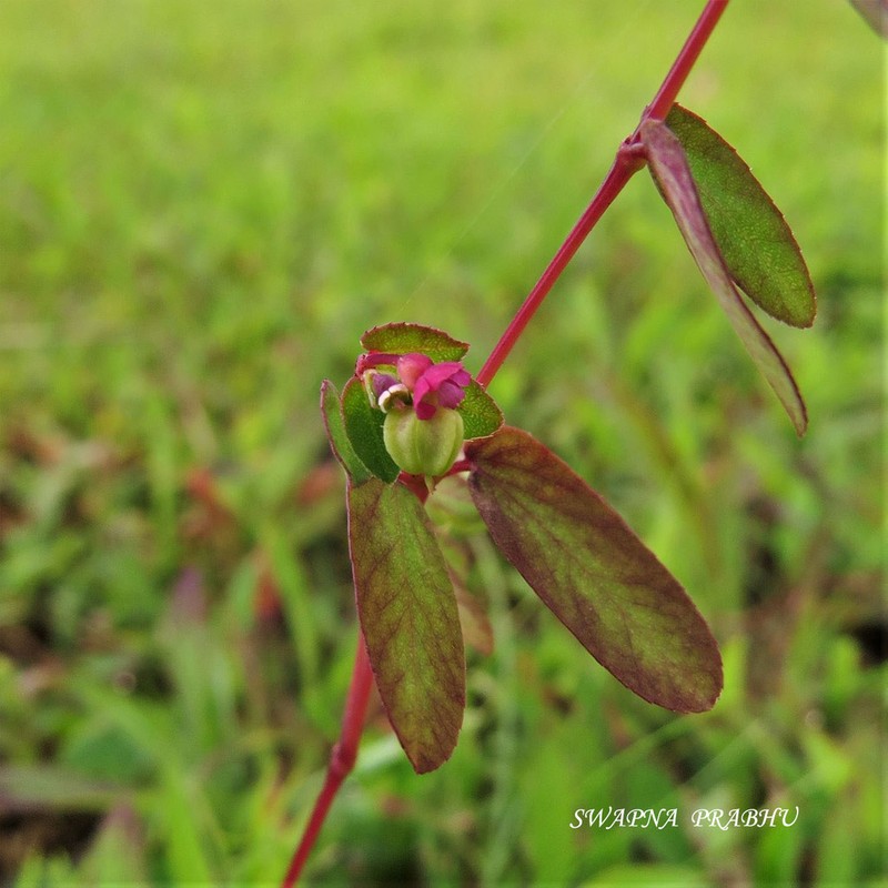 Euphorbia notoptera photo 4