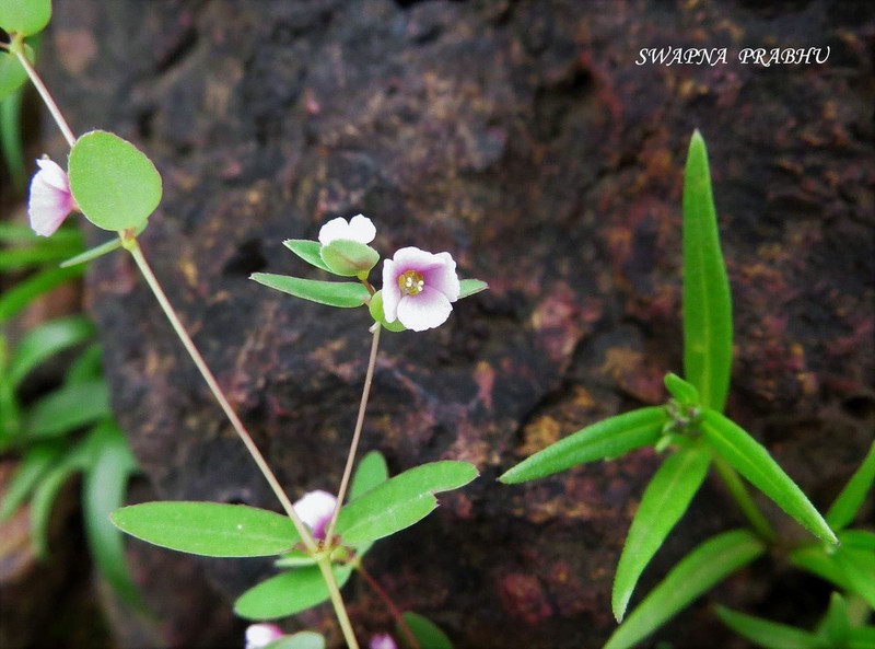 Euphorbia notoptera photo 5
