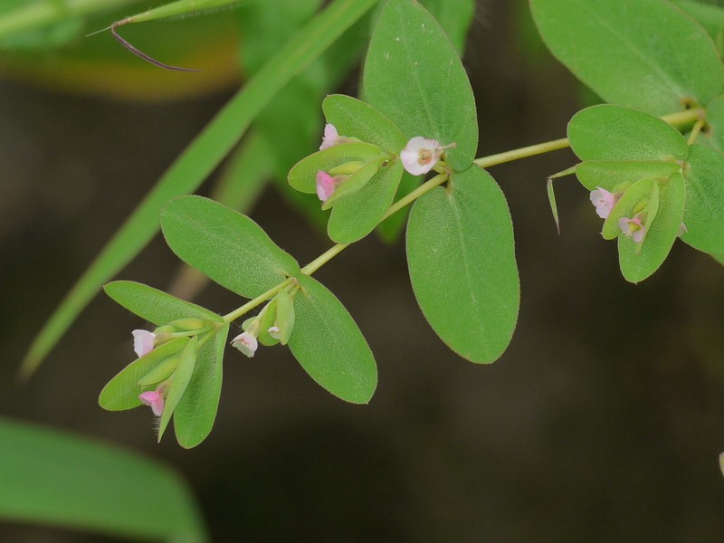 Euphorbia notoptera photo 6