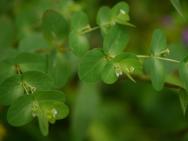 Euphorbia notoptera photo 7