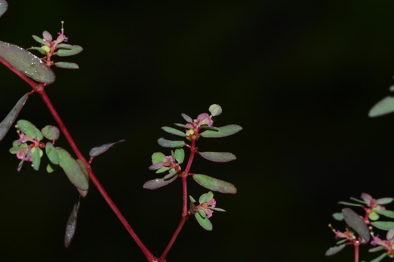 Euphorbia notoptera photo 8