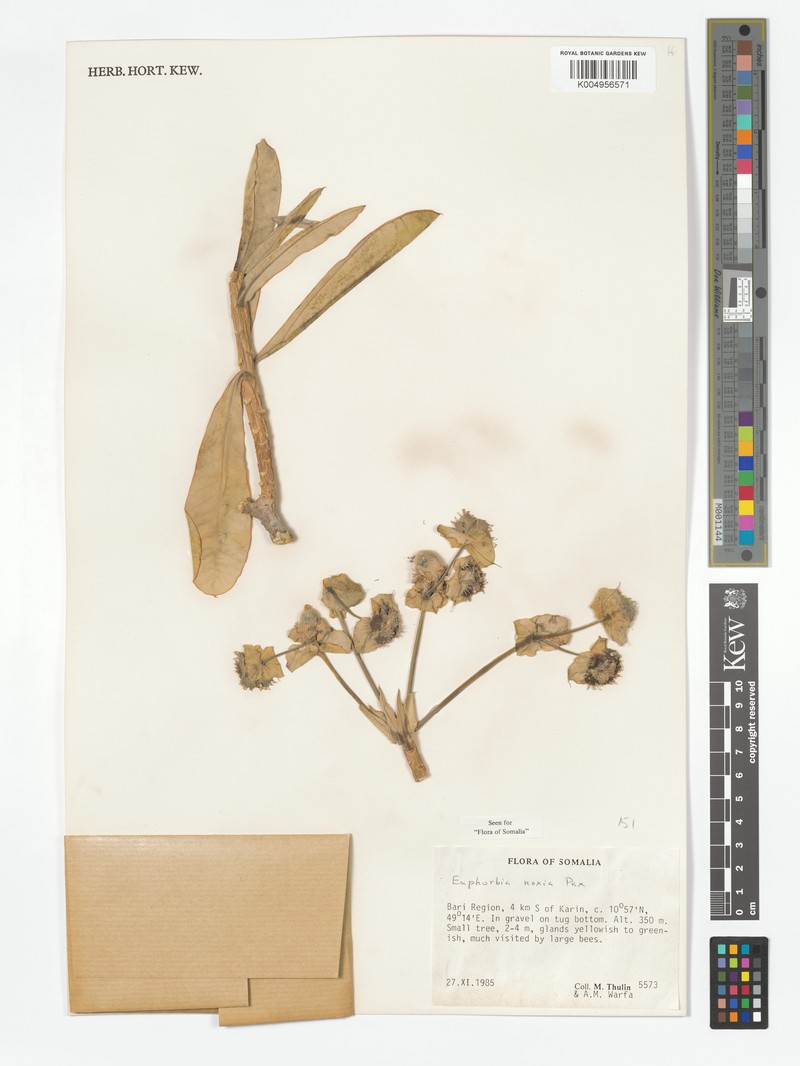 Euphorbia noxia