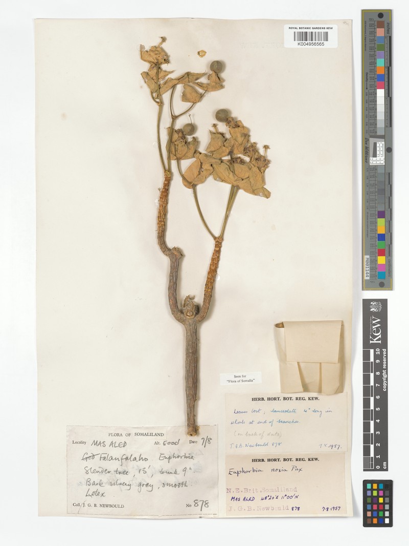 Euphorbia noxia photo 2