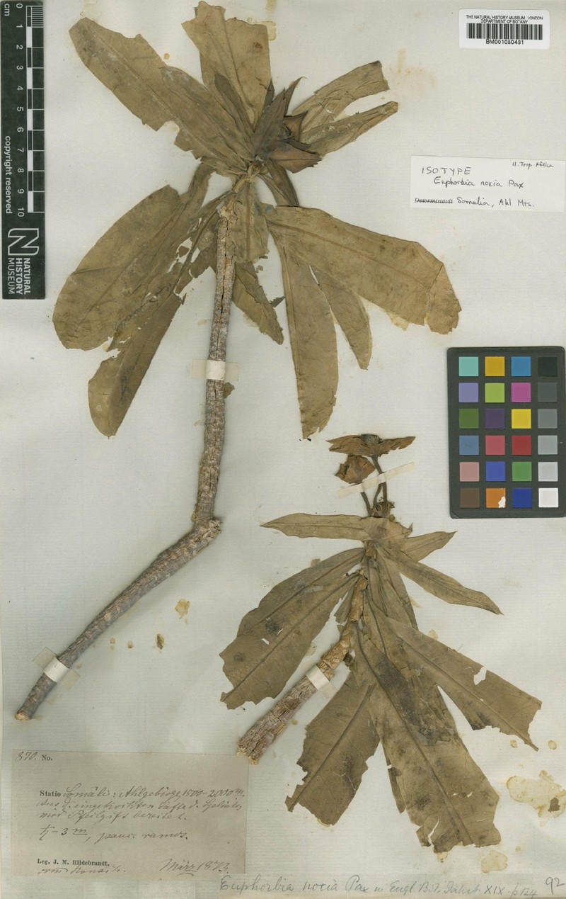 Euphorbia noxia photo 3