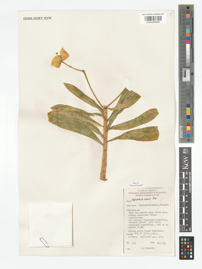 Euphorbia noxia photo 4