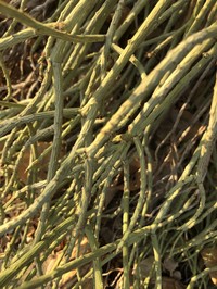 Euphorbia nubica
