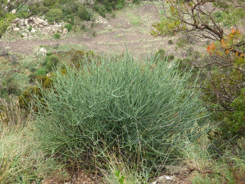 Euphorbia nubica photo 2