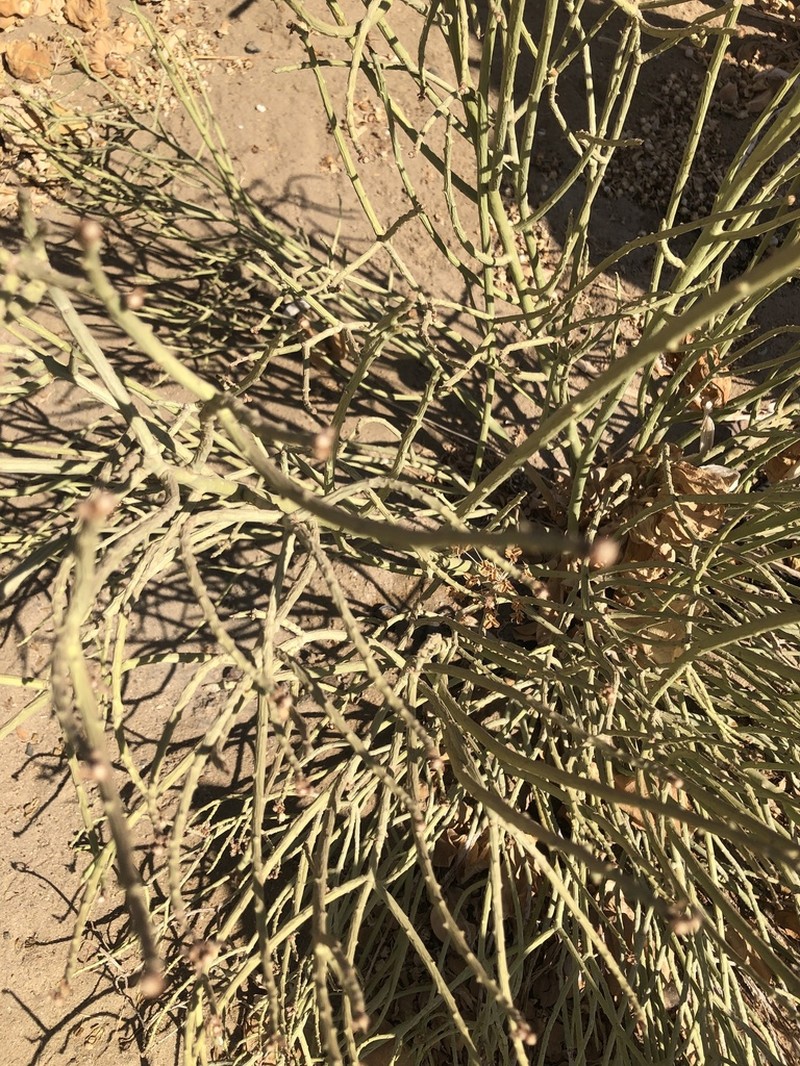 Euphorbia nubica photo 3
