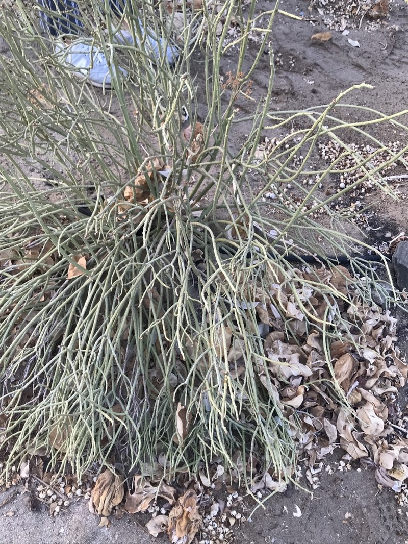 Euphorbia nubica photo 4