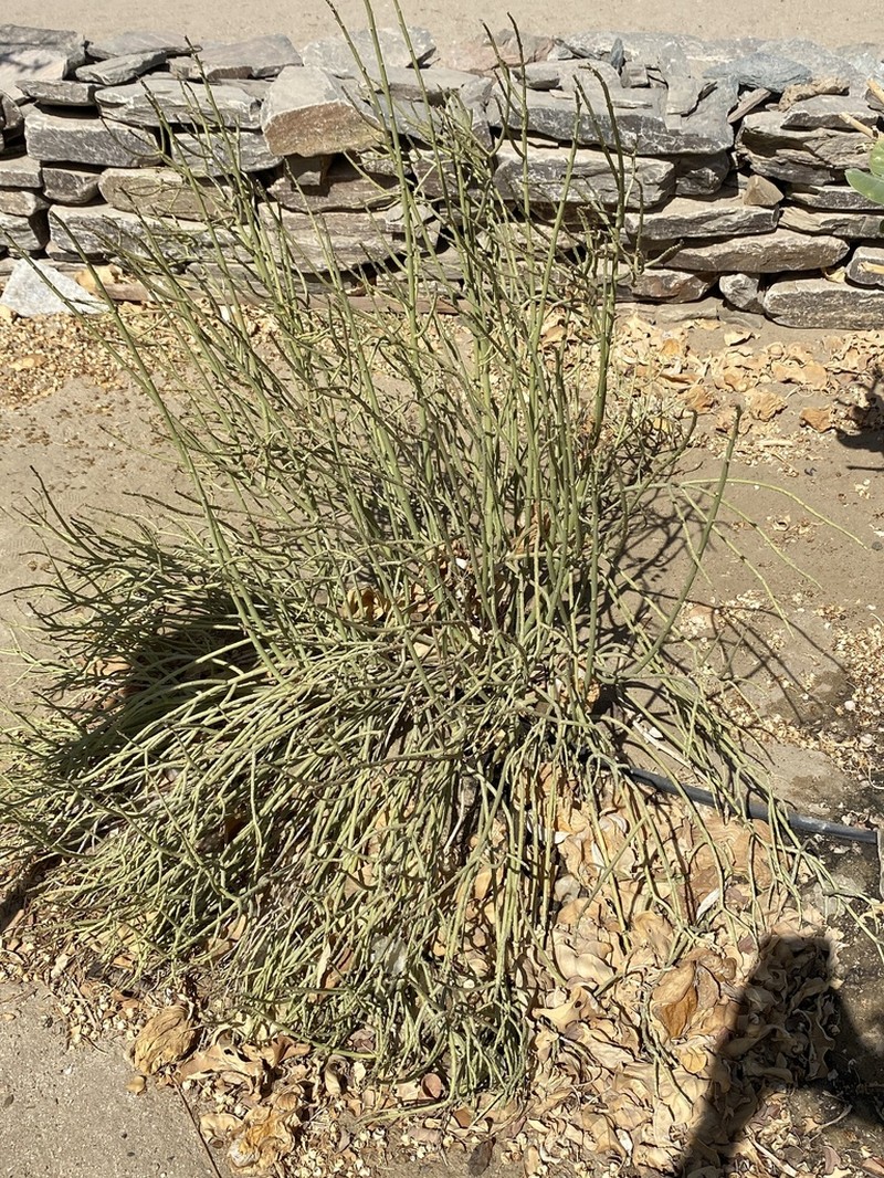 Euphorbia nubica photo 5