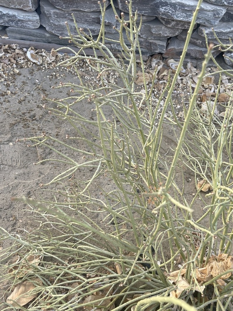 Euphorbia nubica photo 6