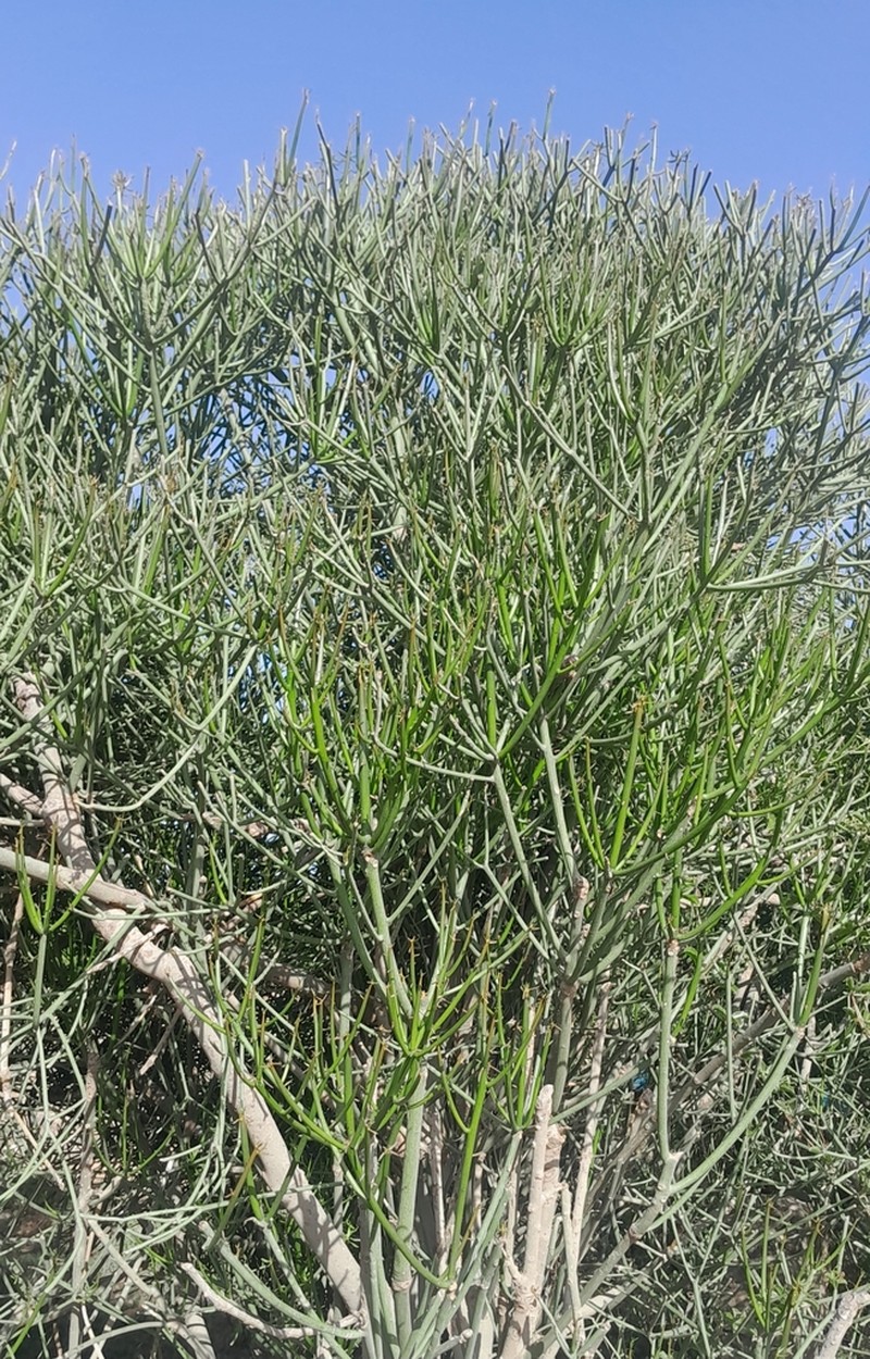 Euphorbia nubica photo 8