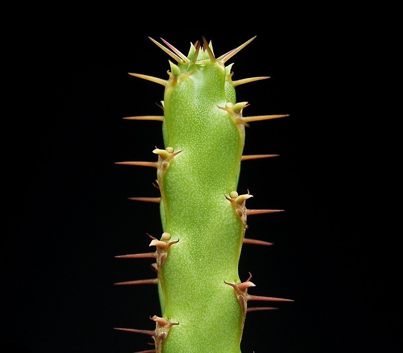 Euphorbia nubigena