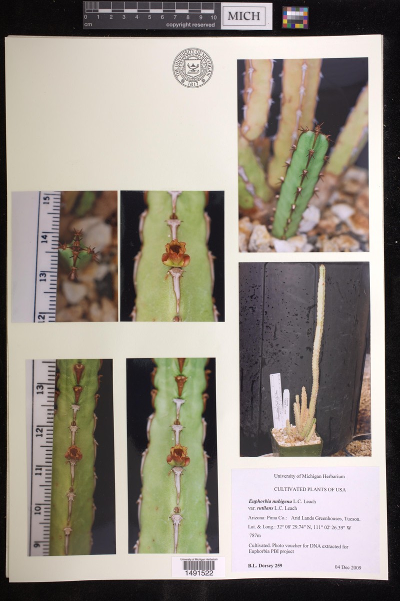 Euphorbia nubigena var. rutilans