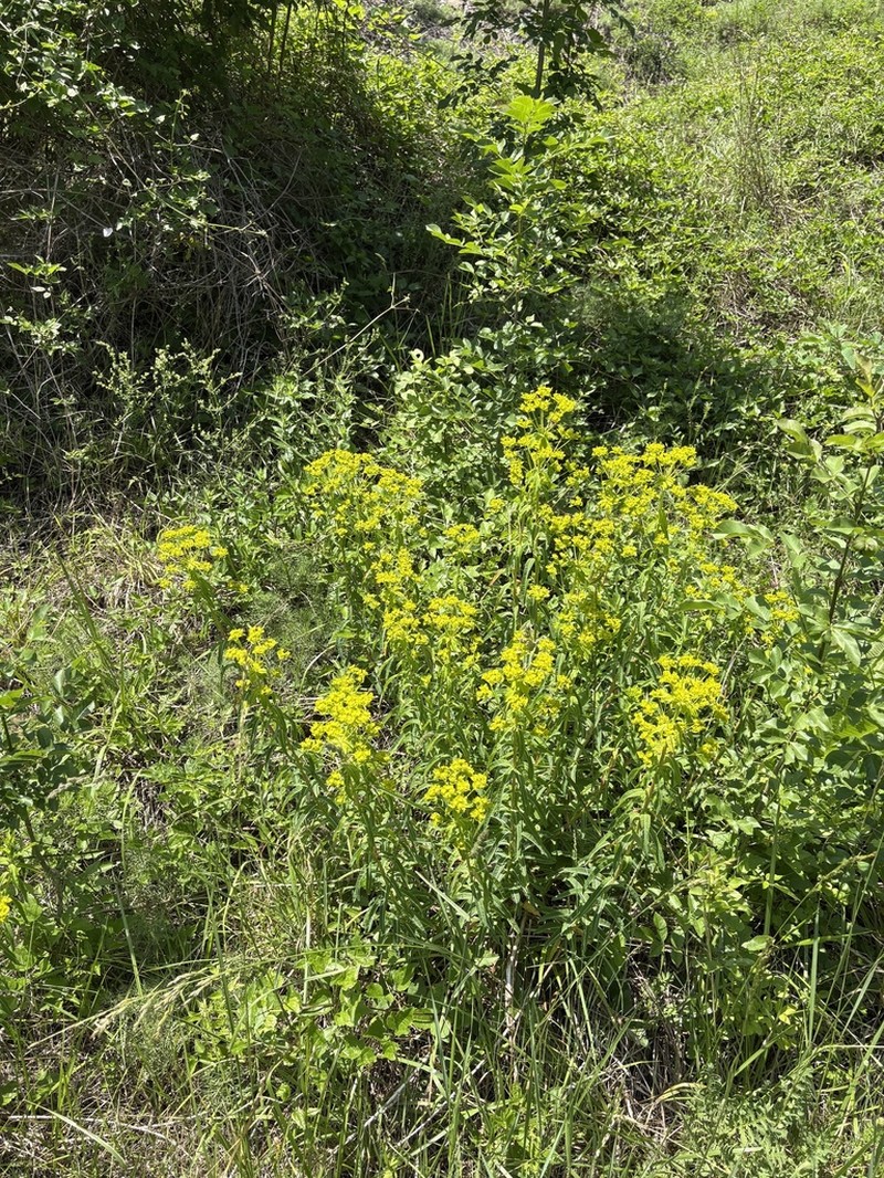 Euphorbia nuda