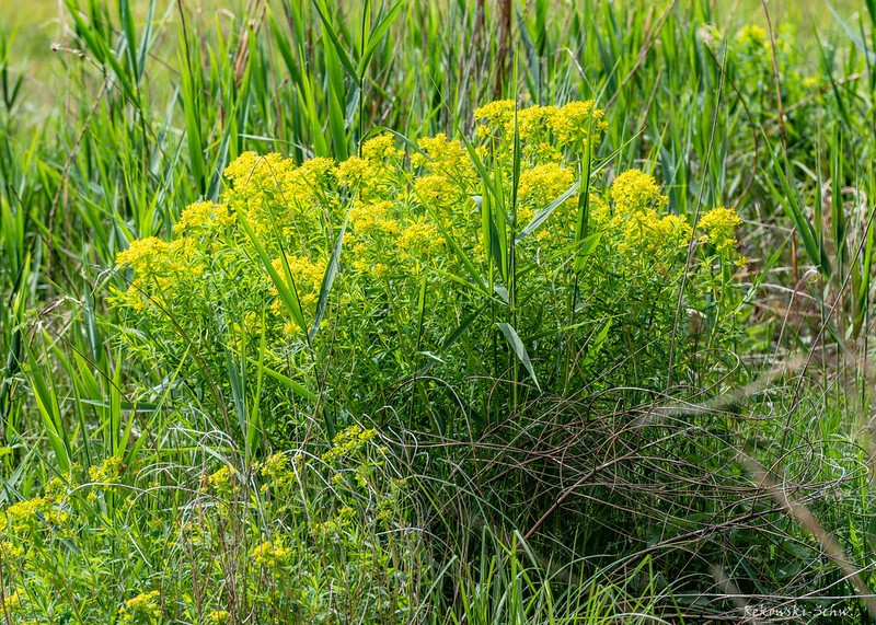 Euphorbia nuda photo 3