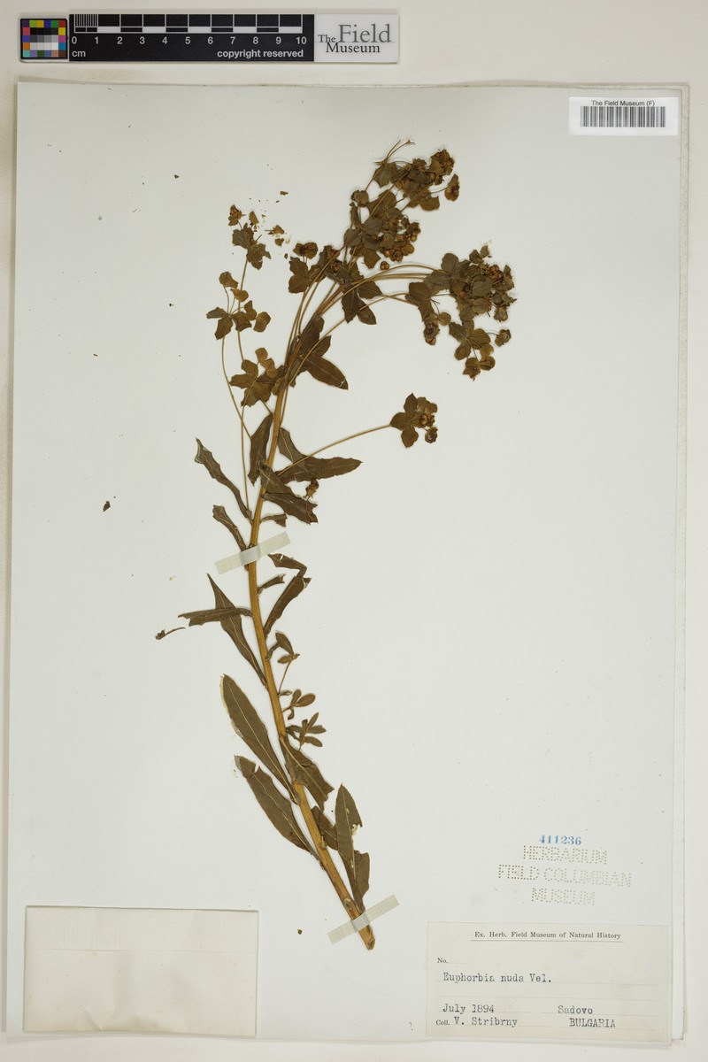 Euphorbia nuda photo 4