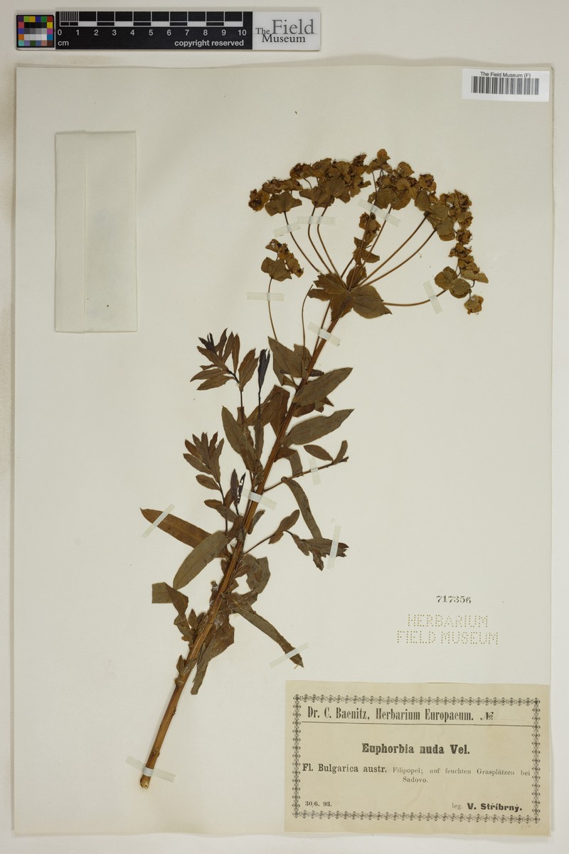 Euphorbia nuda photo 5