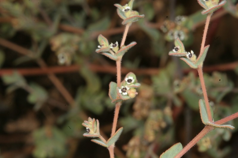 Euphorbia nummularia