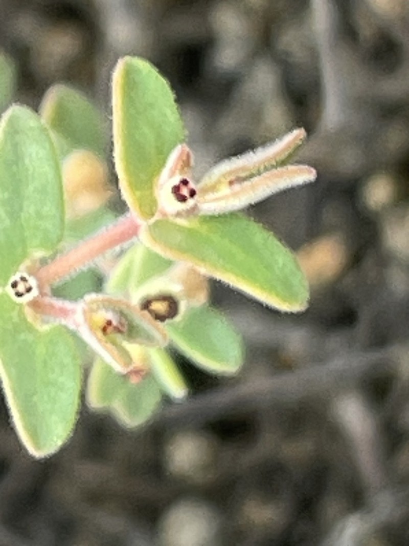 Euphorbia nummularia photo 2